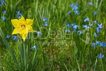 Narzisse und Blaustern