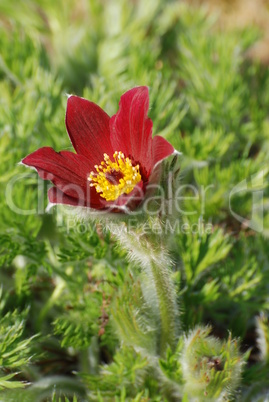 Pulsatilla-Kuhschelle