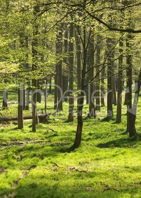 Wald im Licht