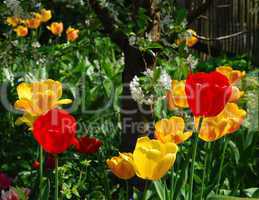Tulpen und Kirschbaum