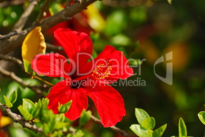 Hibiskus