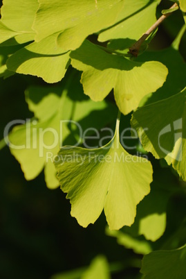 Ginkgo iloba