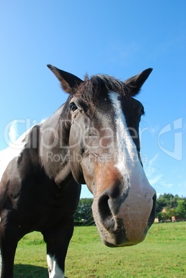 neugieriges Pferd