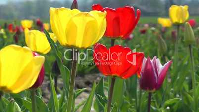 Tulpenfeld im Frühjahr - Tulips in the Sunlight