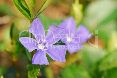 Vinca minor