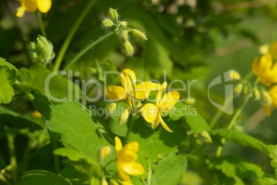 Chelidonium majus