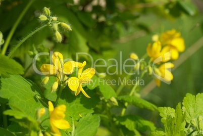 Chelidonium majus