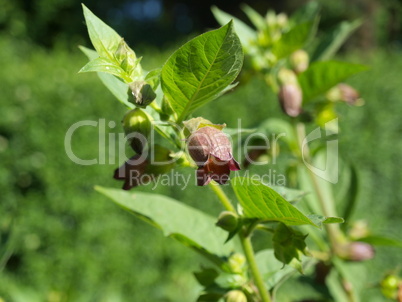 Belladonna atropa