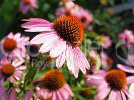 Echinacea purpurea