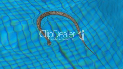 Snake swimming in swimming pool