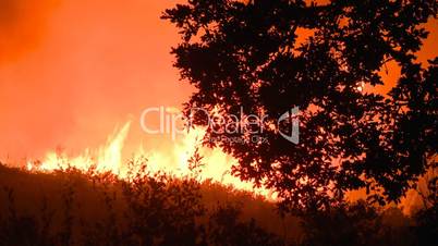 Forest fire at night