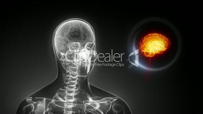Human brain medical x-ray scan in loop