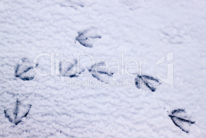 Fußspuren einer Möwe im Schnee am Strand