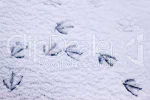 Fußspuren einer Möwe im Schnee am Strand