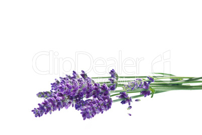 Lavendel