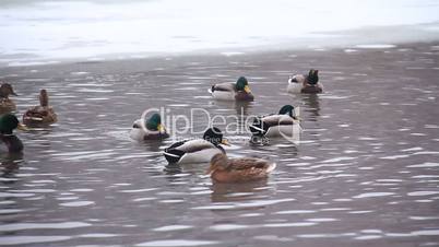 Ducks winter in the water