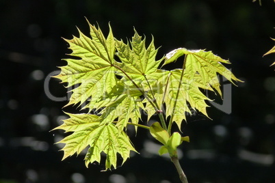 Spitzahorn, Acer platanoides