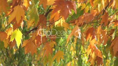 Autumn  foliage in the wind