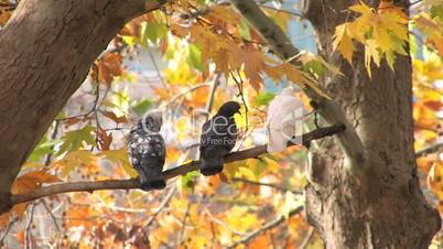 Birds on bare branch