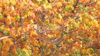 Autumnal lush foliage