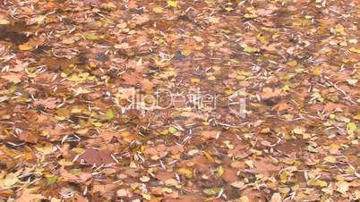 Carpet of leaves on the water