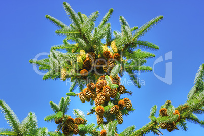 fir with cones