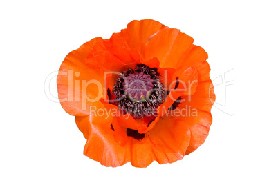 red poppy