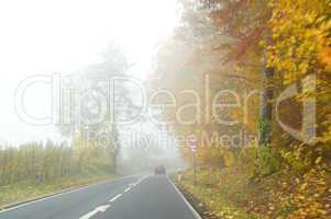 Nebel am Waldrand und auf der Straße