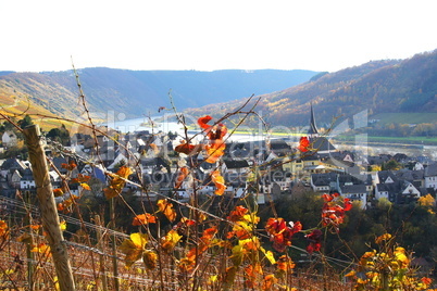 Moseltal bei Enkirch im Herbst