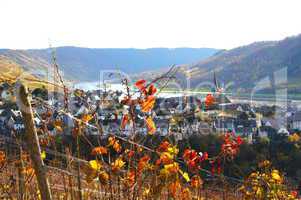 Moseltal bei Enkirch im Herbst