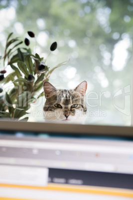 Cat behind a Monitor