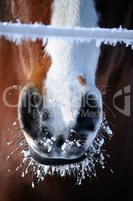 Frozen Horse Snout