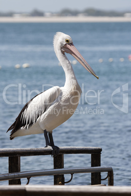 Brillenpelikan (Pelecanus conspicillatus)