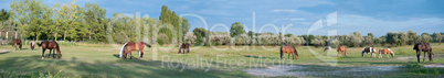 Panorama of a Paddock