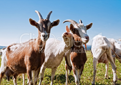 Group of Goats