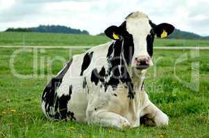Resting Holstein Cow