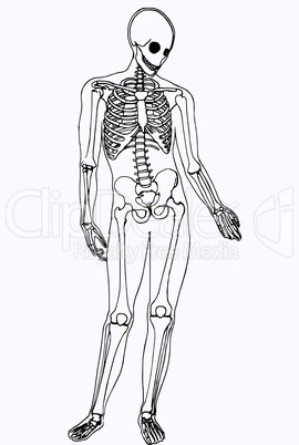 Skelett eines Menschen