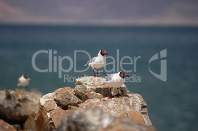 Seagulls standing on rocks