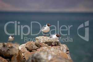 Seagulls standing on rocks