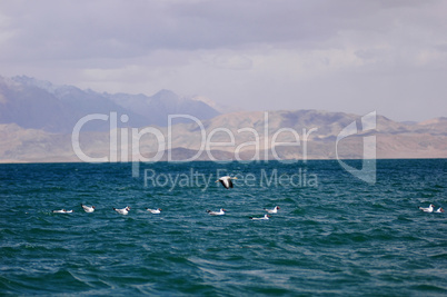 Seabirds in a lake