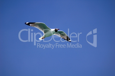 Single seabird flying in the blue sky