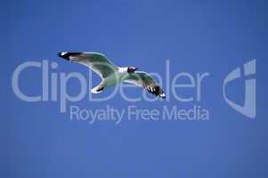 Single seabird flying in the blue sky