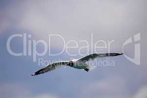 Single seabird flying in the blue sky