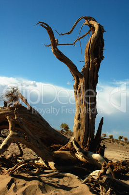 Dead trees in the desert