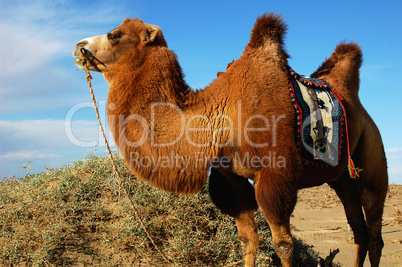 Camel in desert