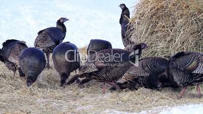Turkey flock scratching ground winter P HD