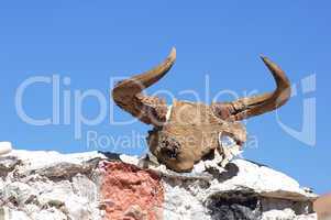 Yak head skull on the wall