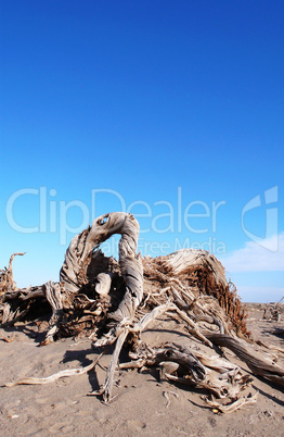 Dead trees in the desert