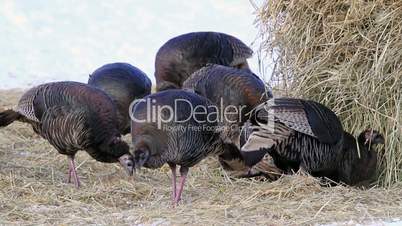 Wild black turkey flock P HD 8123