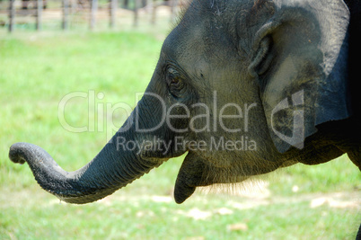 Asian elephant